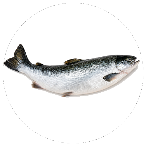 Halhús