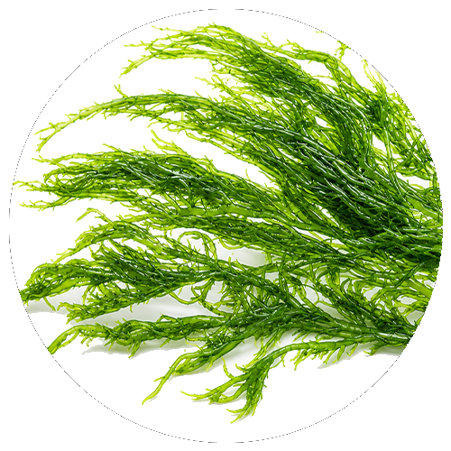 Alga (ásványianyag-forrás)